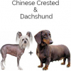 https://www.americanbreeder.com/images/com_adsmanager/categories/4426cat_t.jpg