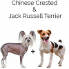 https://www.americanbreeder.com/images/com_adsmanager/categories/4428cat_t.jpg