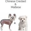 https://www.americanbreeder.com/images/com_adsmanager/categories/4429cat_t.jpg