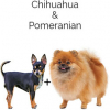 https://www.americanbreeder.com/images/com_adsmanager/categories/4431cat_t.jpg