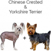 https://www.americanbreeder.com/images/com_adsmanager/categories/4432cat_t.jpg