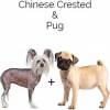 https://www.americanbreeder.com/images/com_adsmanager/categories/4433cat_t.jpg