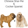 https://www.americanbreeder.com/images/com_adsmanager/categories/4436cat_t.jpg