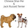 https://www.americanbreeder.com/images/com_adsmanager/categories/4440cat_t.jpg