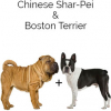 https://www.americanbreeder.com/images/com_adsmanager/categories/4441cat_t.jpg