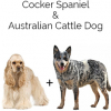 https://www.americanbreeder.com/images/com_adsmanager/categories/4443cat_t.jpg