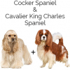 https://www.americanbreeder.com/images/com_adsmanager/categories/4446cat_t.jpg