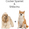 https://www.americanbreeder.com/images/com_adsmanager/categories/4454cat_t.jpg