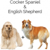 https://www.americanbreeder.com/images/com_adsmanager/categories/4455cat_t.jpg