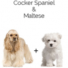 https://www.americanbreeder.com/images/com_adsmanager/categories/4456cat_t.jpg