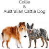 https://www.americanbreeder.com/images/com_adsmanager/categories/4458cat_t.jpg