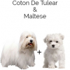 https://www.americanbreeder.com/images/com_adsmanager/categories/4464cat_t.jpg
