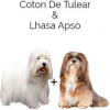 https://www.americanbreeder.com/images/com_adsmanager/categories/4466cat_t.jpg