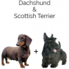 https://www.americanbreeder.com/images/com_adsmanager/categories/4475cat_t.jpg
