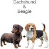 https://www.americanbreeder.com/images/com_adsmanager/categories/4477cat_t.jpg