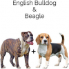 https://www.americanbreeder.com/images/com_adsmanager/categories/4490cat_t.jpg