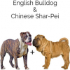 https://www.americanbreeder.com/images/com_adsmanager/categories/4491cat_t.jpg