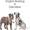 https://www.americanbreeder.com/images/com_adsmanager/categories/4493cat_t.jpg