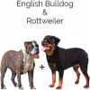 https://www.americanbreeder.com/images/com_adsmanager/categories/4498cat_t.jpg