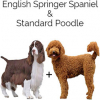 https://www.americanbreeder.com/images/com_adsmanager/categories/4502cat_t.jpg
