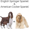 https://www.americanbreeder.com/images/com_adsmanager/categories/4503cat_t.jpg
