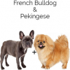 https://www.americanbreeder.com/images/com_adsmanager/categories/4512cat_t.jpg