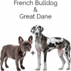 https://www.americanbreeder.com/images/com_adsmanager/categories/4513cat_t.jpg