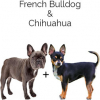 https://www.americanbreeder.com/images/com_adsmanager/categories/4514cat_t.jpg