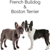 https://www.americanbreeder.com/images/com_adsmanager/categories/4518cat_t.jpg