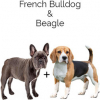 https://www.americanbreeder.com/images/com_adsmanager/categories/4519cat_t.jpg