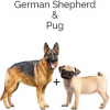 https://www.americanbreeder.com/images/com_adsmanager/categories/4526cat_t.jpg