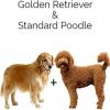 https://www.americanbreeder.com/images/com_adsmanager/categories/4534cat_t.jpg