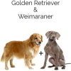 https://www.americanbreeder.com/images/com_adsmanager/categories/4535cat_t.jpg