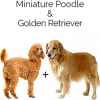 https://www.americanbreeder.com/images/com_adsmanager/categories/4536cat_t.jpg