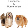 https://www.americanbreeder.com/images/com_adsmanager/categories/4544cat_t.jpg