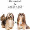 https://www.americanbreeder.com/images/com_adsmanager/categories/4545cat_t.jpg