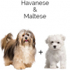 https://www.americanbreeder.com/images/com_adsmanager/categories/4549cat_t.jpg