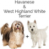 https://www.americanbreeder.com/images/com_adsmanager/categories/4555cat_t.jpg