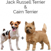 https://www.americanbreeder.com/images/com_adsmanager/categories/4559cat_t.jpg