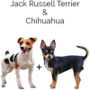 https://www.americanbreeder.com/images/com_adsmanager/categories/4560cat_t.jpg
