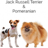https://www.americanbreeder.com/images/com_adsmanager/categories/4564cat_t.jpg