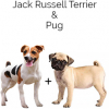 https://www.americanbreeder.com/images/com_adsmanager/categories/4565cat_t.jpg