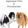 https://www.americanbreeder.com/images/com_adsmanager/categories/4569cat_t.jpg