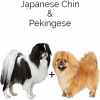 https://www.americanbreeder.com/images/com_adsmanager/categories/4572cat_t.jpg
