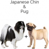 https://www.americanbreeder.com/images/com_adsmanager/categories/4574cat_t.jpg
