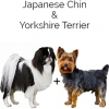 https://www.americanbreeder.com/images/com_adsmanager/categories/4575cat_t.jpg