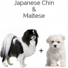 https://www.americanbreeder.com/images/com_adsmanager/categories/4576cat_t.jpg