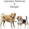 https://www.americanbreeder.com/images/com_adsmanager/categories/4584cat_t.jpg
