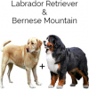 https://www.americanbreeder.com/images/com_adsmanager/categories/4585cat_t.jpg