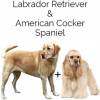 https://www.americanbreeder.com/images/com_adsmanager/categories/4591cat_t.jpg